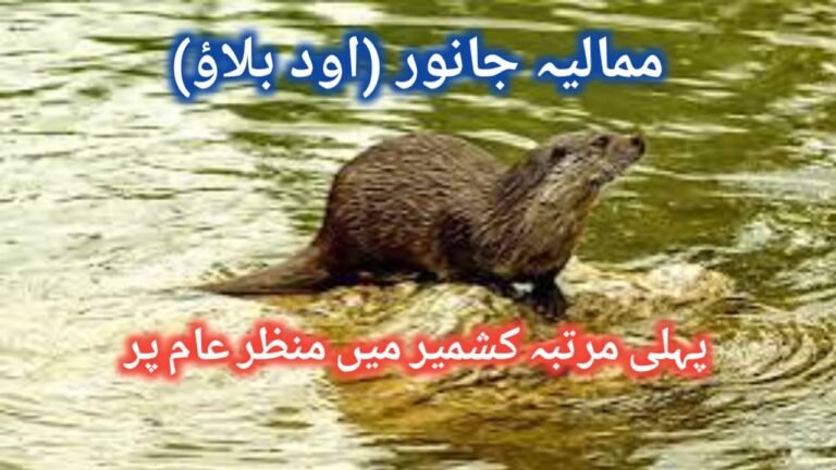 کشمیر میں پہلی مرتبہ نایاب ممالیہ جانور (اود بلاؤ) دریافت